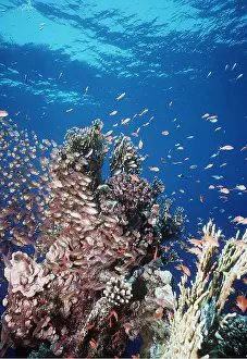 Valerie & Ron Taylor: CORAL SCENE - WITH FISH