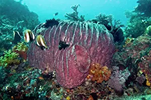 Porifera: Coral scene with a huge Barrel Sponge