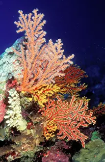 Fans: CORAL - Sea Fan