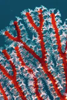 Polyp: Coral Sea Fan