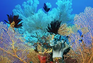 Fans: Coral - Sea fans, crinoids & soft corals ocupying