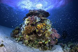 Passes: The coral semaphore, like a lighthouse, a coral