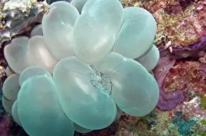 Philippinensis: Coral Shrimp