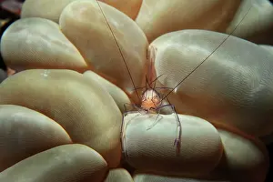Philippinensis: Coral Shrimp