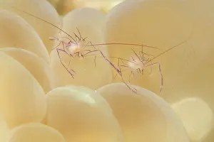 Philippinensis: Coral Shrimp