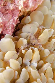 Palaemonoidea: Coral Shrimp with eggs in coral - Batu Kelebit dive
