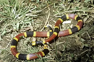 Micrurus: Coral Snake