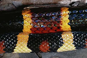 Kingsnake: Coral Snake & King Snake Comparison