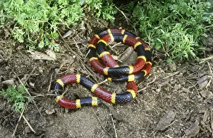 Elapidae: Coral Snake (Micrurus sp.)