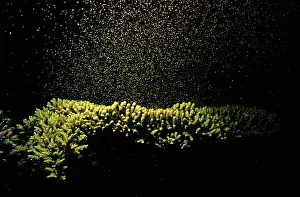 Acropora: Coral - spawning