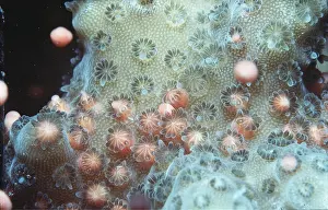 Size: CORAL SPAWNING - actual size