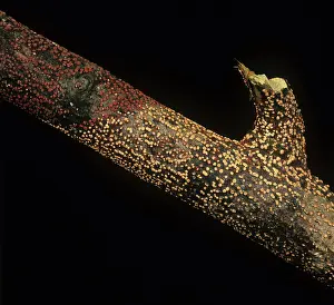 Acer: Coral spot on dead sycamore