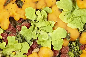 270919: Coral Spot Fungus and Lichen on tree bark - Norfolk
