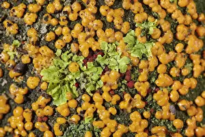 Norfolk: Coral Spot Fungus and Lichen on tree bark - Norfolk