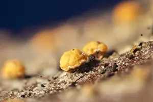 270919: Coral Spot Fungus - Norfolk UK