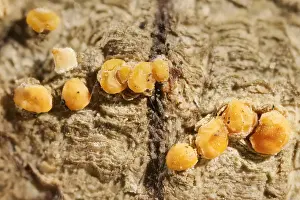 270919: Coral Spot Fungus - Norfolk UK