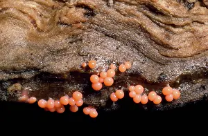 Rotten: Coral Spot Fungus - on rotten beech log