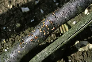Weak: Coral spot (Nectria cinnabarina)