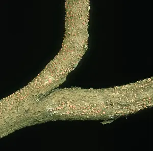 Mallow: Coral spot on Tree Mallow