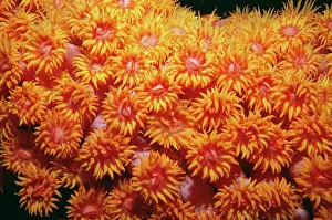 Valerie & Ron Taylor: CORAL