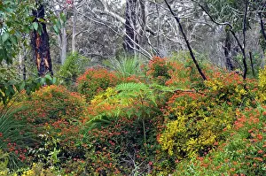 Coccinea: Coral Vine