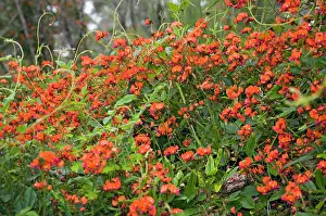 Coccinea: Coral Vine. Occurs in most habitats throughout