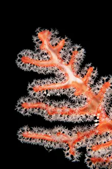 Polyps: Coral - with white polyps