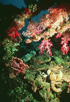 Wrecks: Coral - on wreck