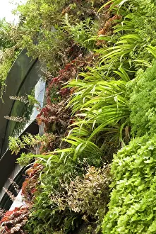 Irrigation: CoralBells