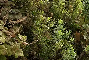 Patrick: CoralBells