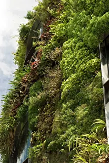 Irrigation: CoralBells