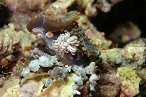 Corallimorph: Corallimorph Decorator Crab