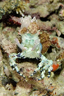 Corallimorph: Corallimorph Decorator Crab camouflaged with Corallimorph