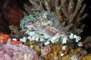 Corallimorph: Corallimorph Decorator Crab - with Corallimorph