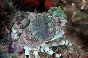 Corallimorph: Corallimorph Decorator Crab - with Corallimorph