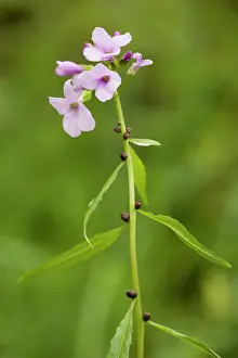 Cardamine: Coralroot / bittercress