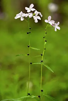Cardamine: Coralroot or Coral-root Bittercress - in flower