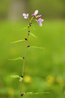 Cardamine: Coralroot, or coralroot bittercress