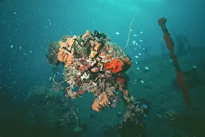 Wrecks: CORALS