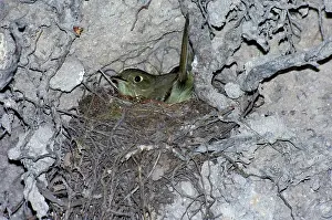 Empidonax: Cordilleran Flycatcher on nest