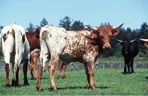 Cordilleras: CORDILLERAS CATTLE - IN FIELD