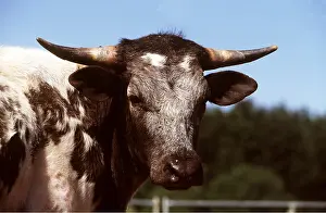 Cordilleras: CORDILLERAS COW - C/U HEAD
