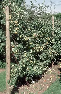 Lord: Cordon Apple in Full Fruit