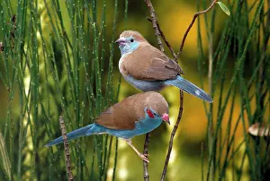 Bleu: CORDON BLEU