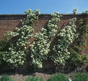 Pears: Cordon pear trees