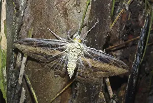 Ascomycota: Cordyceps Fungus on Moth