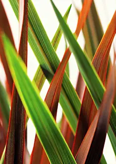 Atropurpurea: Cordyline