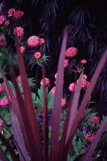 Cordyline: Cordyline