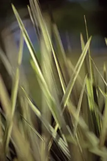 Cordyline: Cordyline