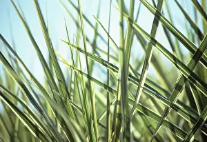 Cordyline: Cordyline